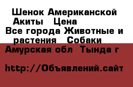 Шенок Американской Акиты › Цена ­ 35 000 - Все города Животные и растения » Собаки   . Амурская обл.,Тында г.